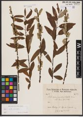 Salix aurita L. x Salix viminalis L.